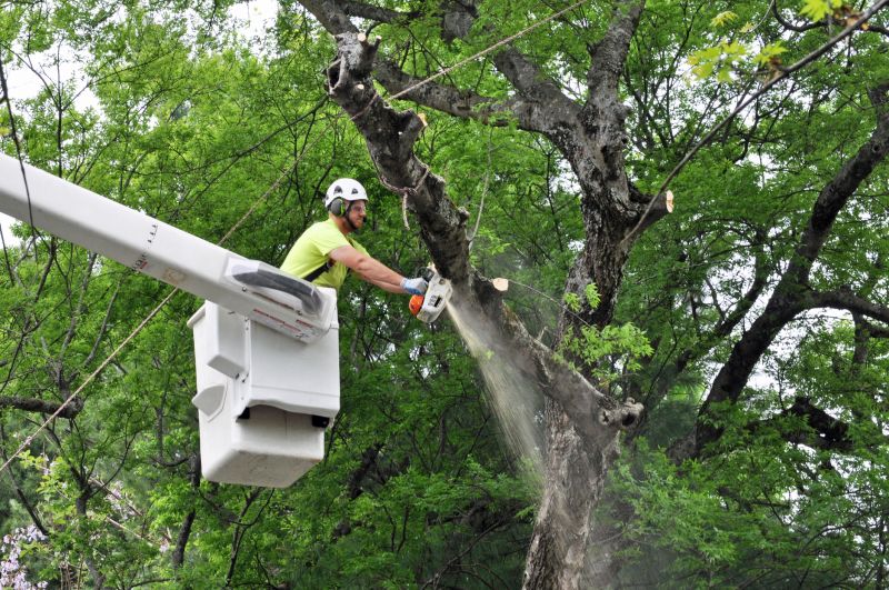 Birch Tree Removal in Bucks County, PA