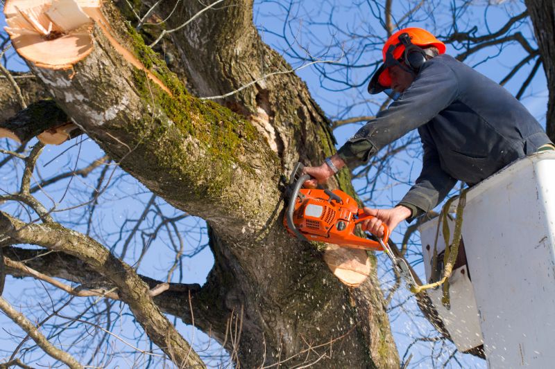 Dead Tree Removal in Duluth, MN