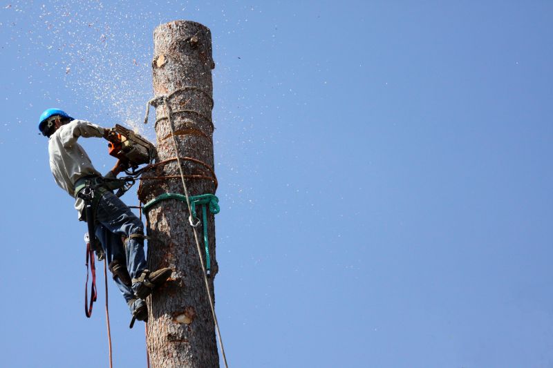 Top Rated Products for Tree Removal