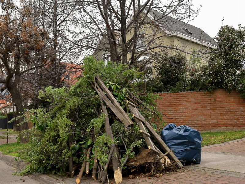 Cost of Tree Removal — Cost of Tree Removal