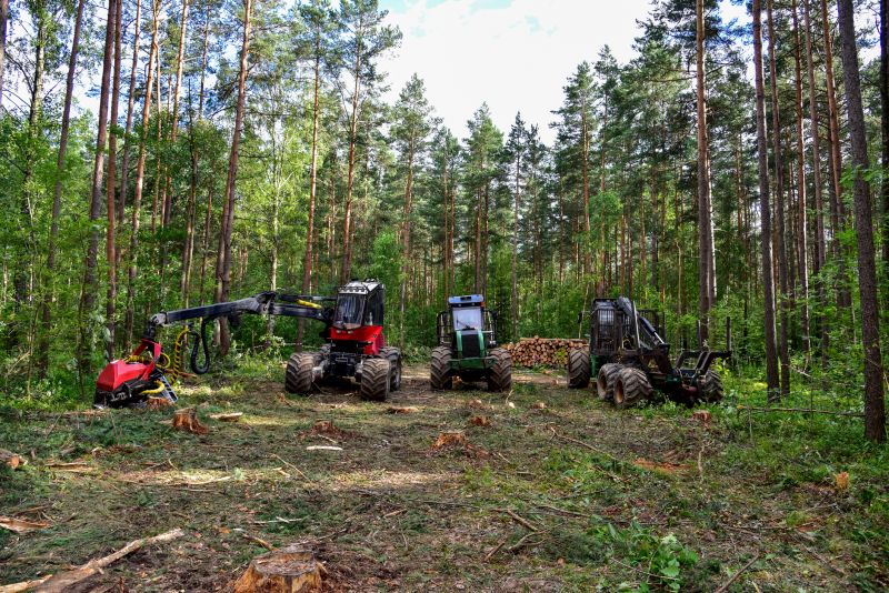 Cost of Tree Removal — Cost of Tree Removal