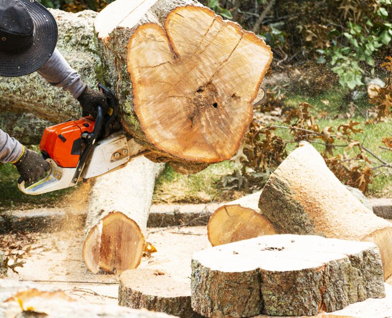 Cost of Tree Removal — Cost of Tree Removal