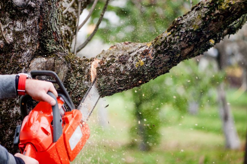 Mimosa Tree Removal in Montgomery County, PA