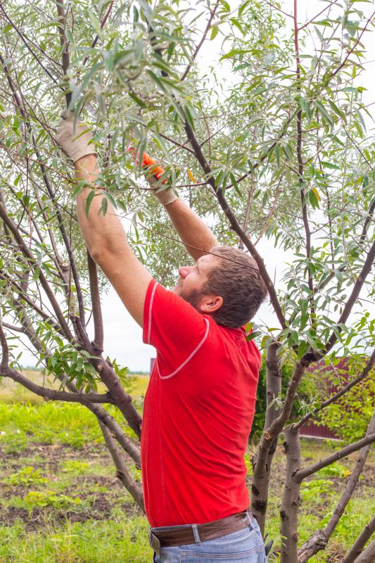 Oak Tree Pruning in Reno, NV