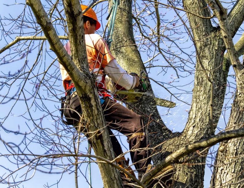 Clearing a Large Tree