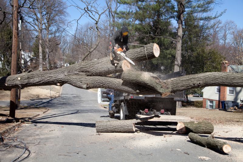 Tree Removal Service in Montgomery County, PA