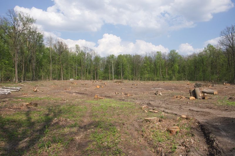Trees Clearing in Cumming, GA