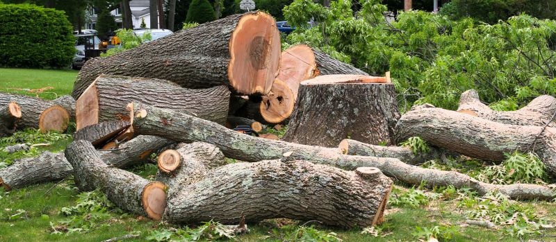 Willow Tree Removal in Montgomery County, PA