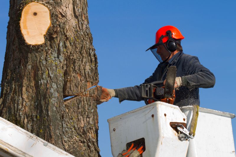 Proper tree removal ensures that the surrounding landscape