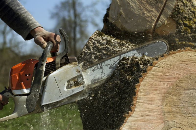 Professional tree removal prevents hazardous situations
